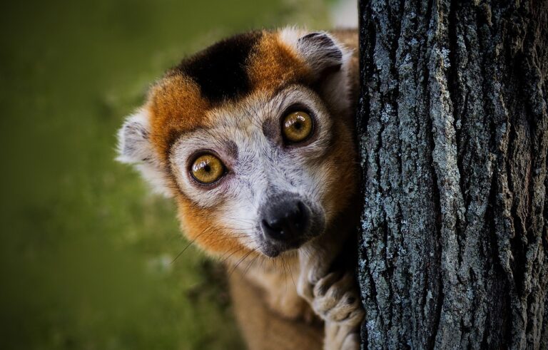 lemur-3295891_1280