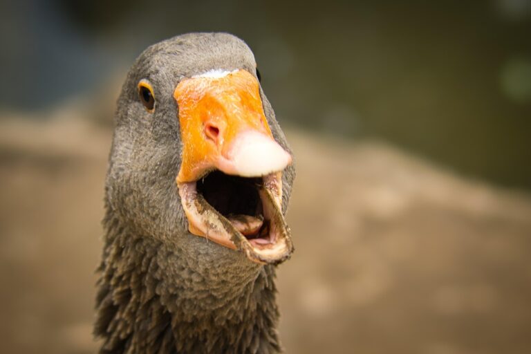 greylag-goose-6560134_1280